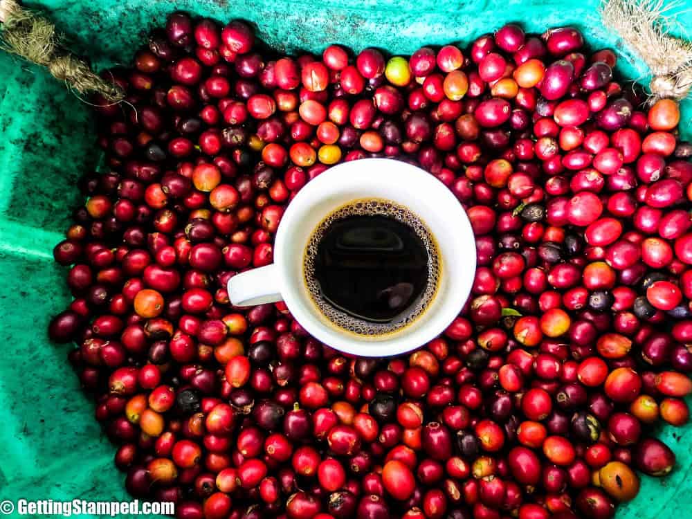 Coffee farm work in Colombia