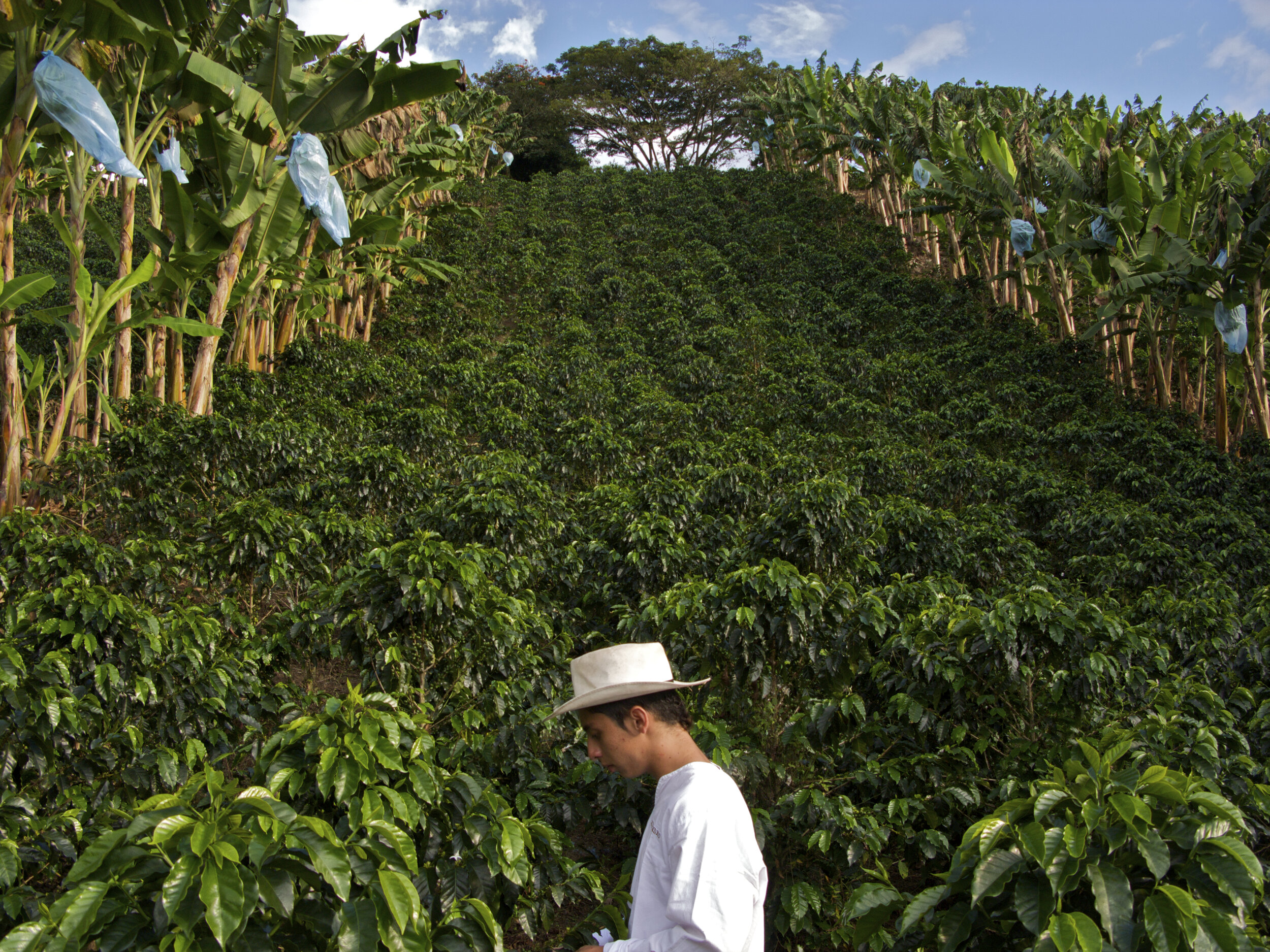 Coffee triangle in Colombia