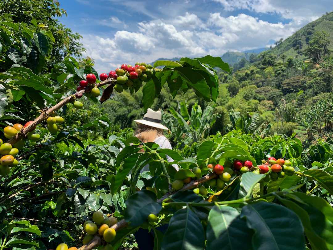 Colombia coffee region