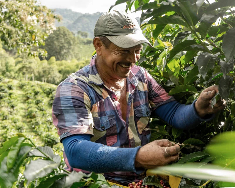 Coffee farmer processing cherries